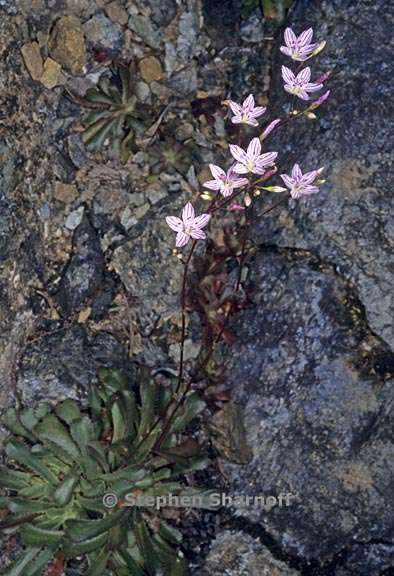 lewisia cantelovii 2 graphic